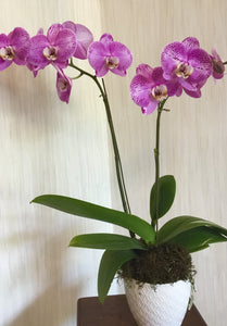 Orquídea Aphrodite