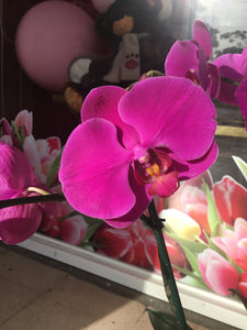 Orquídea magenta