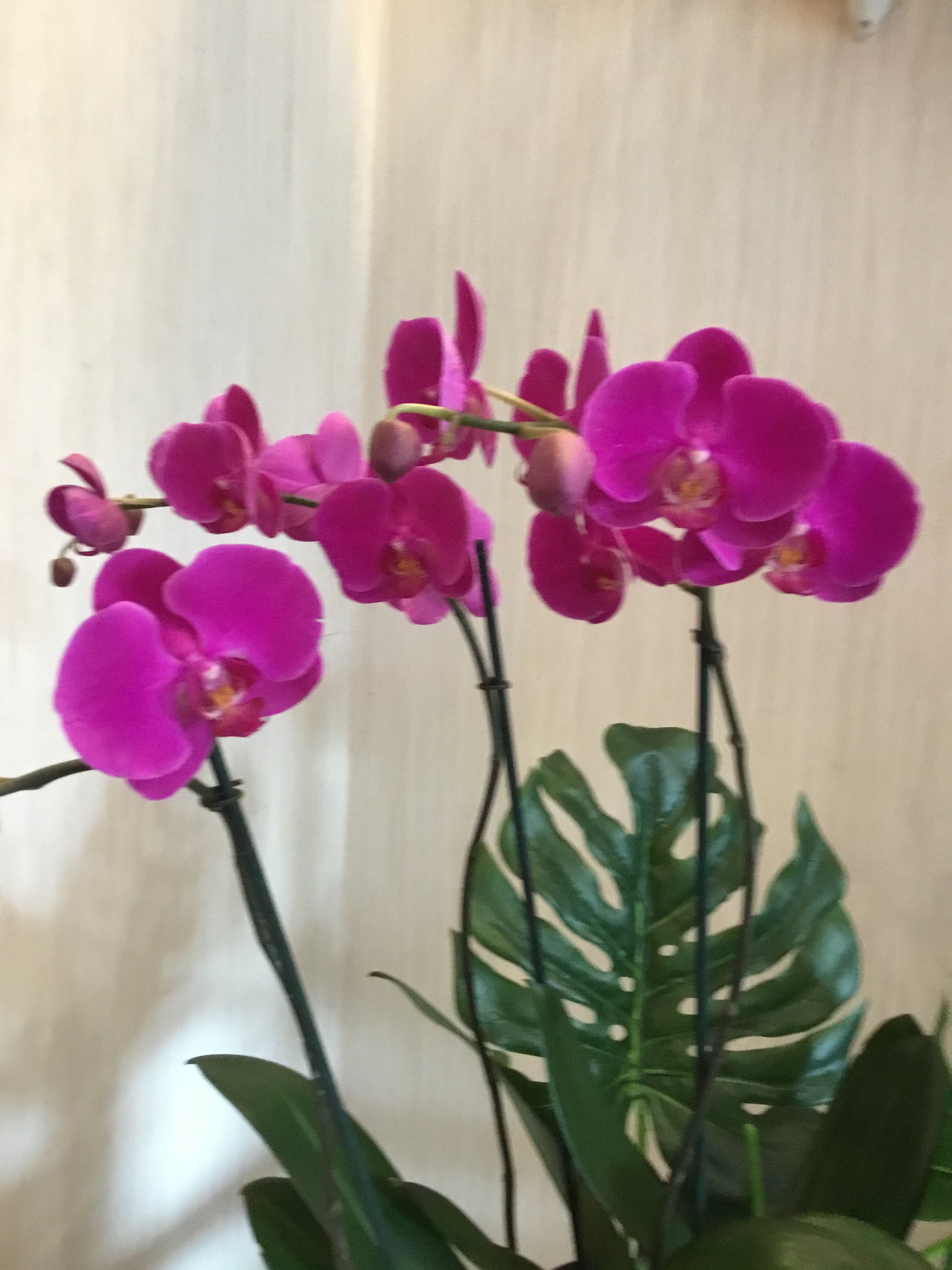 Orquídea magenta
