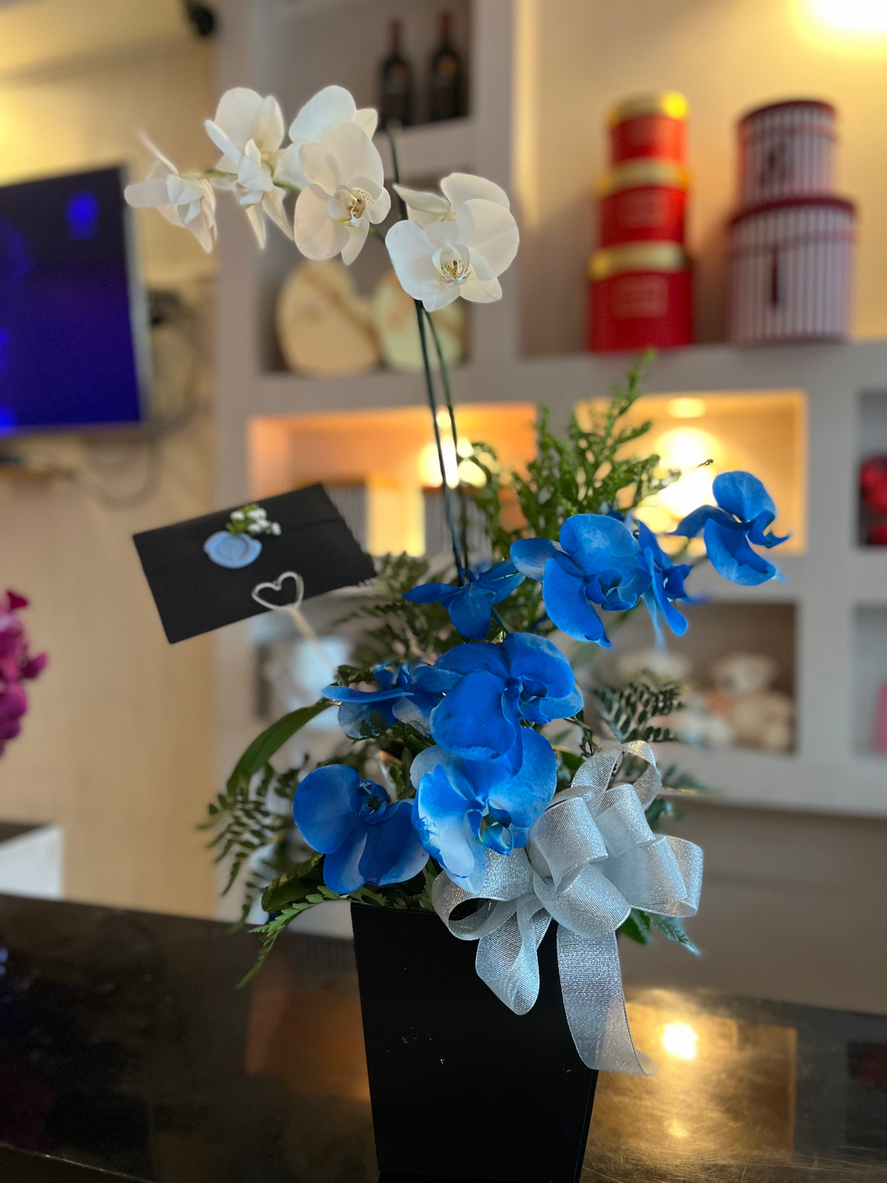 Orquídeas para el