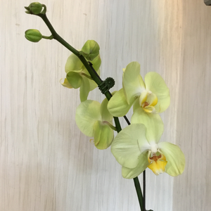 orquidea verde