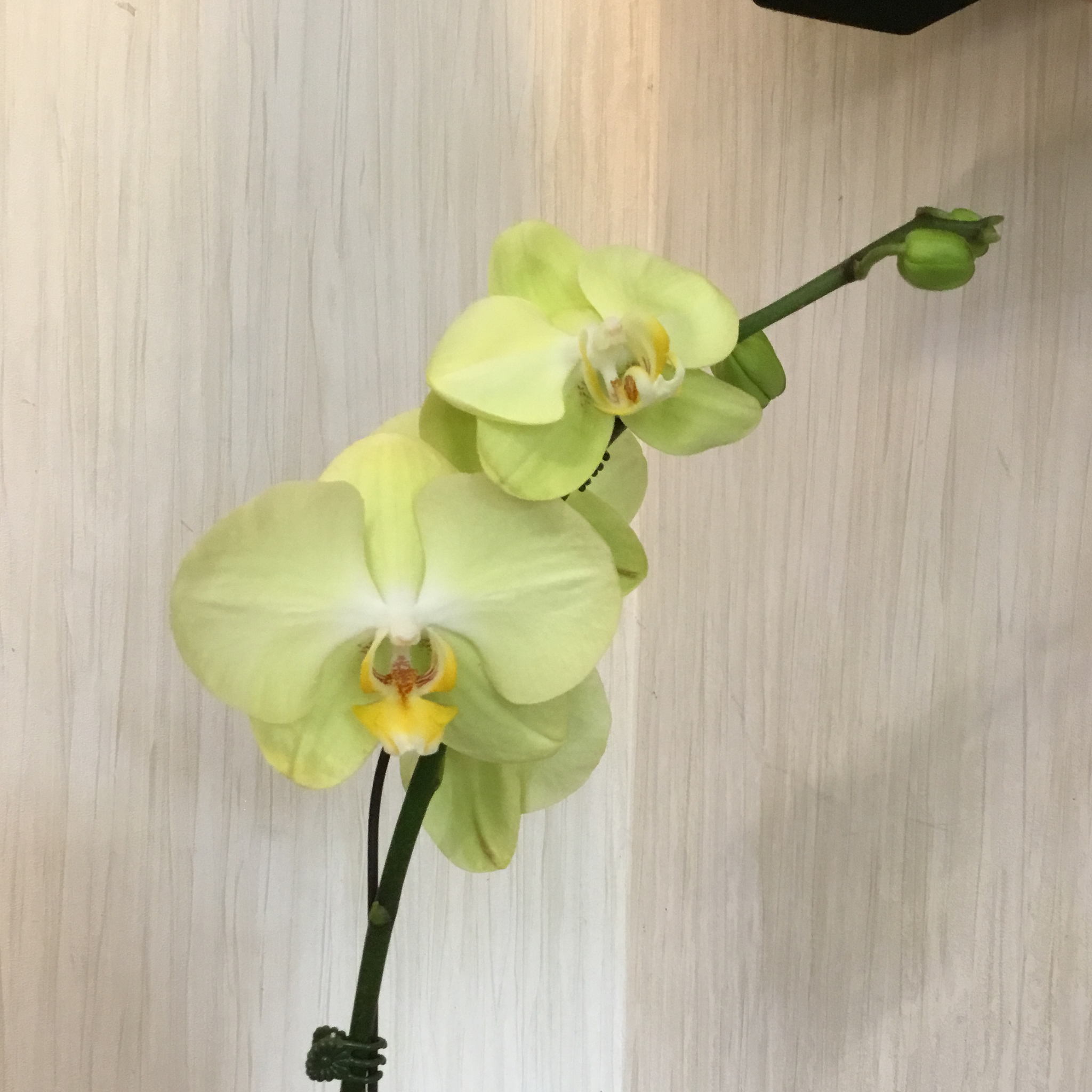 orquidea verde