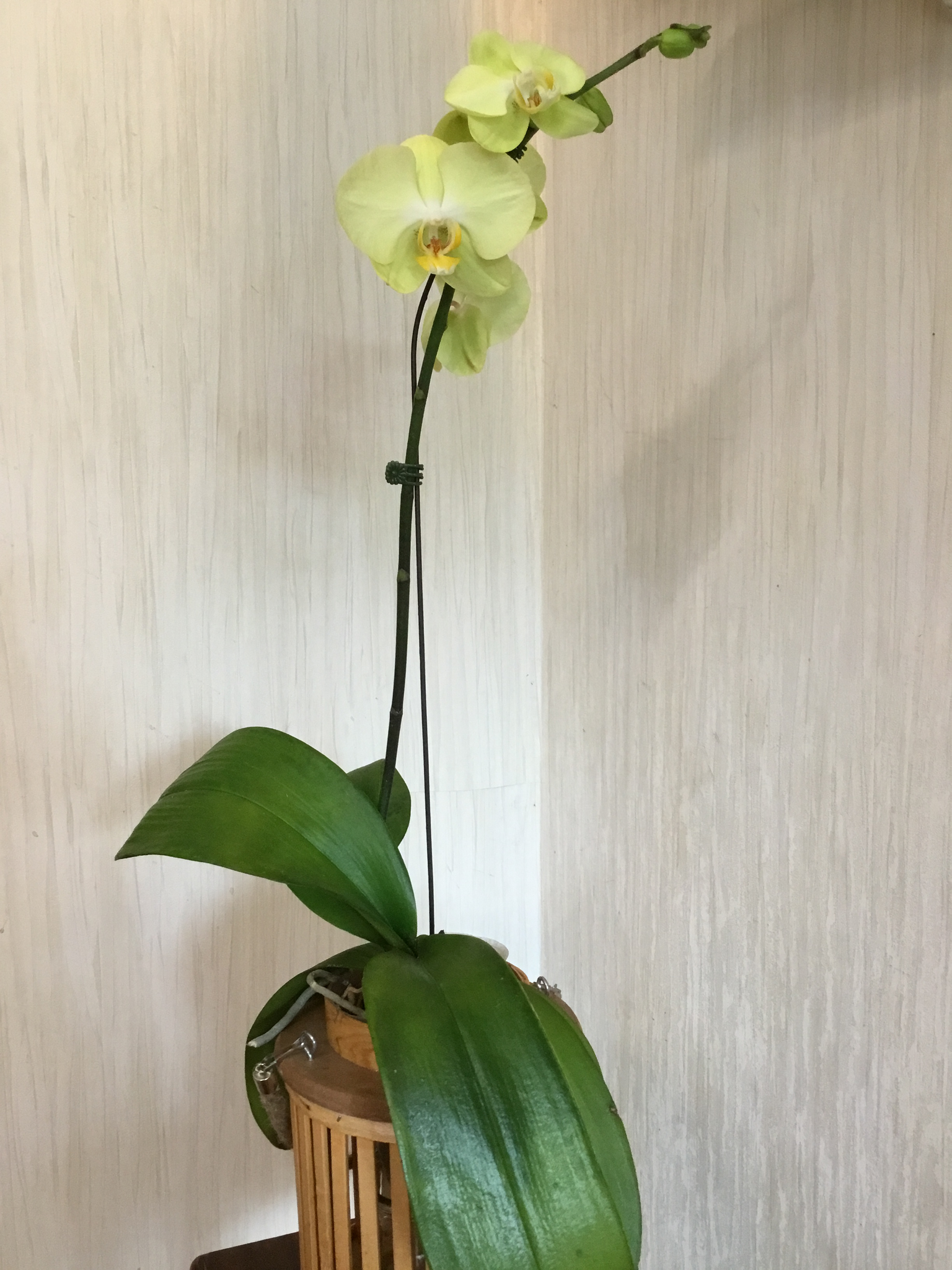 orquidea verde