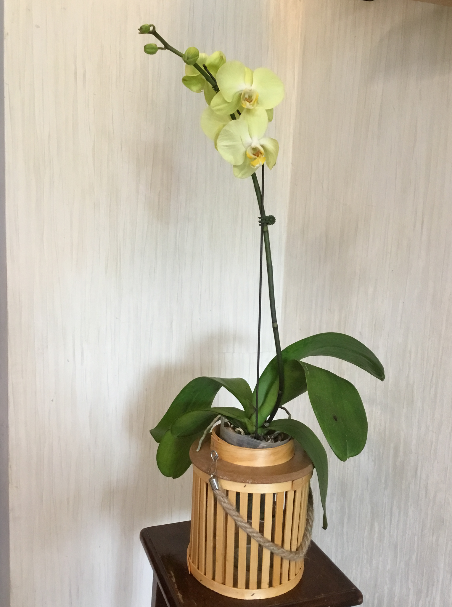 orquidea verde